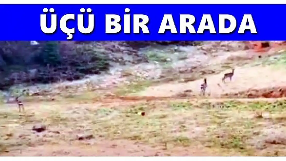 Üçü birden kameraya yakalandı