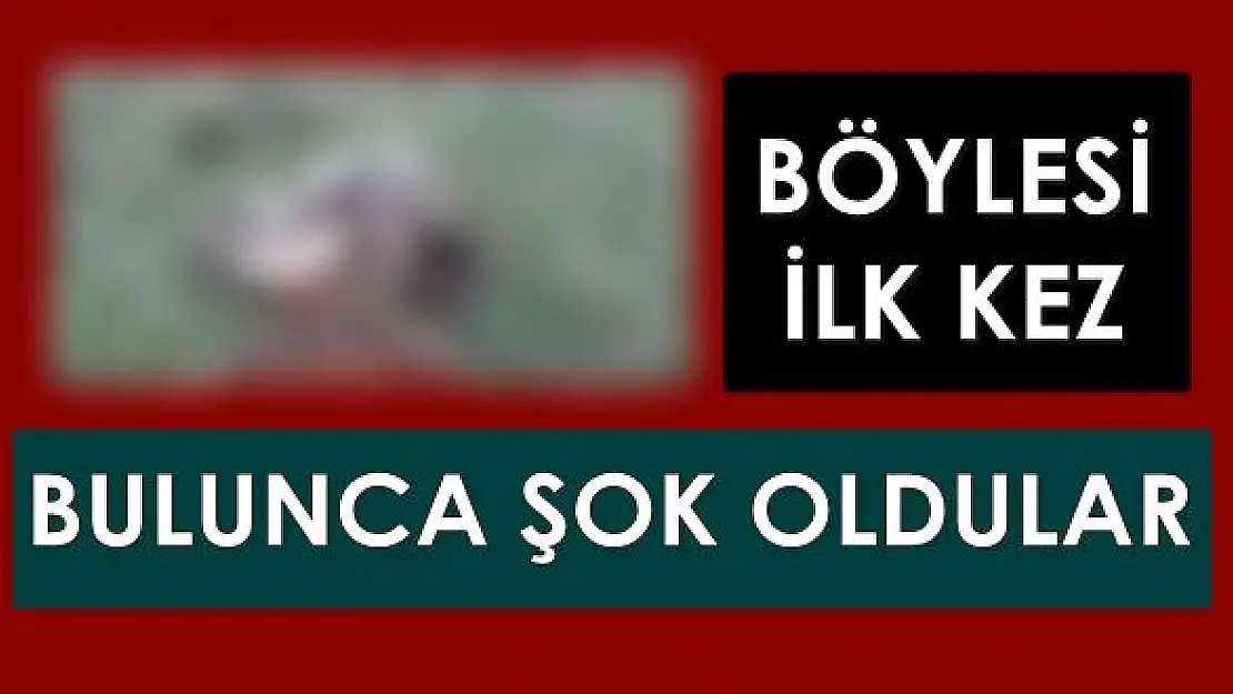Vahşet böyle görüntülendi