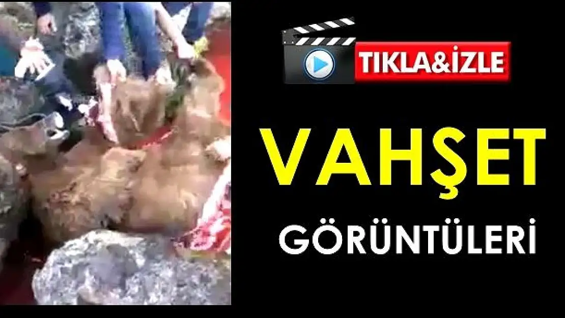 Vahşet görüntüleri, ayıyı böyle parçaladılar!