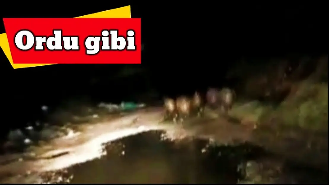 Vahşi doğada safari gibi