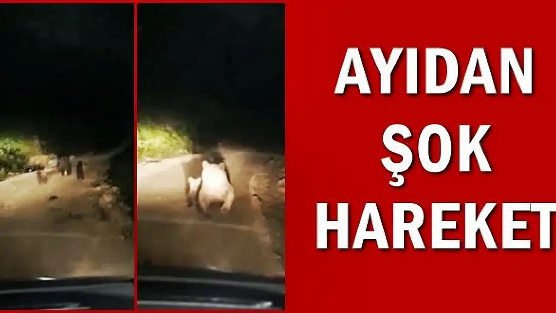 Yanında yavruları olan ayı bakın ne yaptı