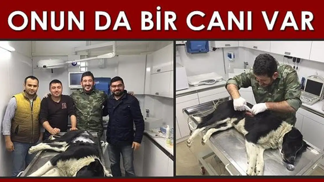 Yaralı halde buldular, tedavi ettirdiler