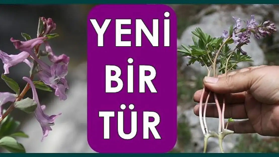 Yeni bir tür keşfedidi