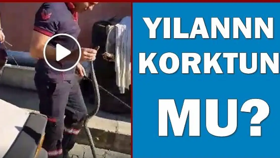 Yılanı eliyle yakaladı