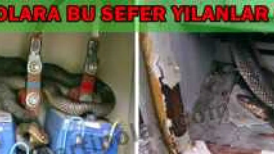 YILANLAR TRAFOLARI MESKEN TUTTU