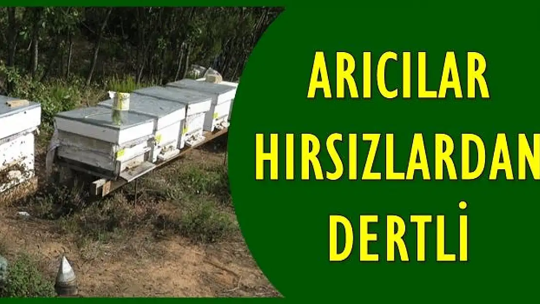 Yine arı kovanı hırsızlığı