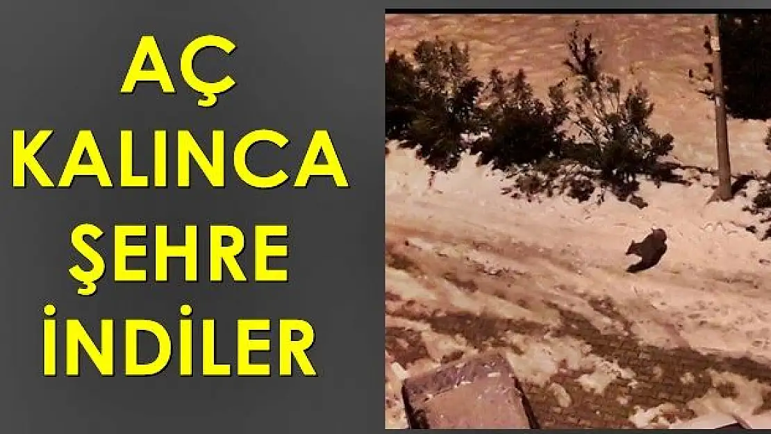 Yiyecek bulamayınca şehre indiler
