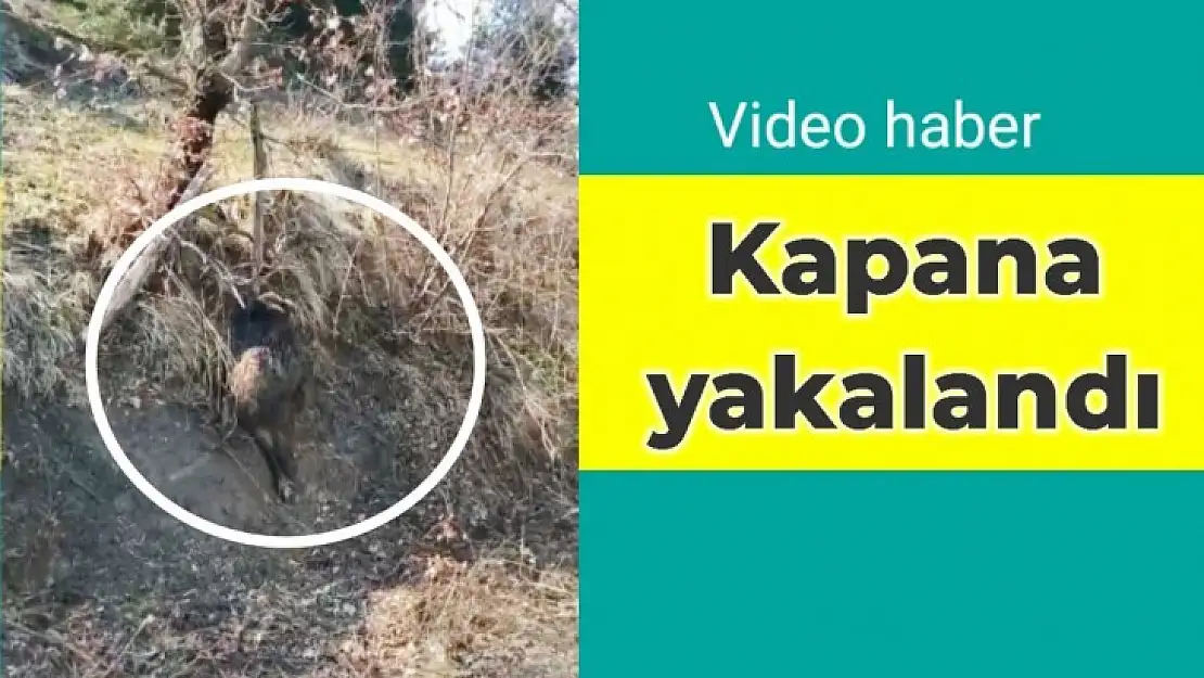 Yol kenarında tele takıldı