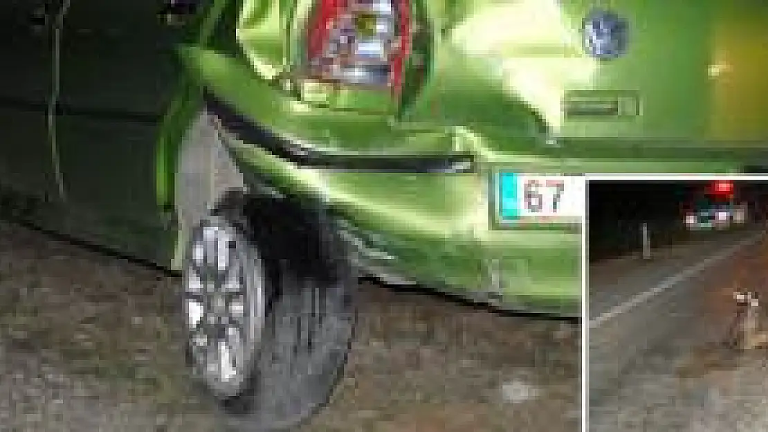 Yola çıkan hayvan zincirleme kazaya sebep oldu