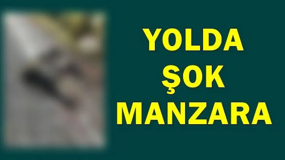 Yolda şok manzara ile karşılaştılar