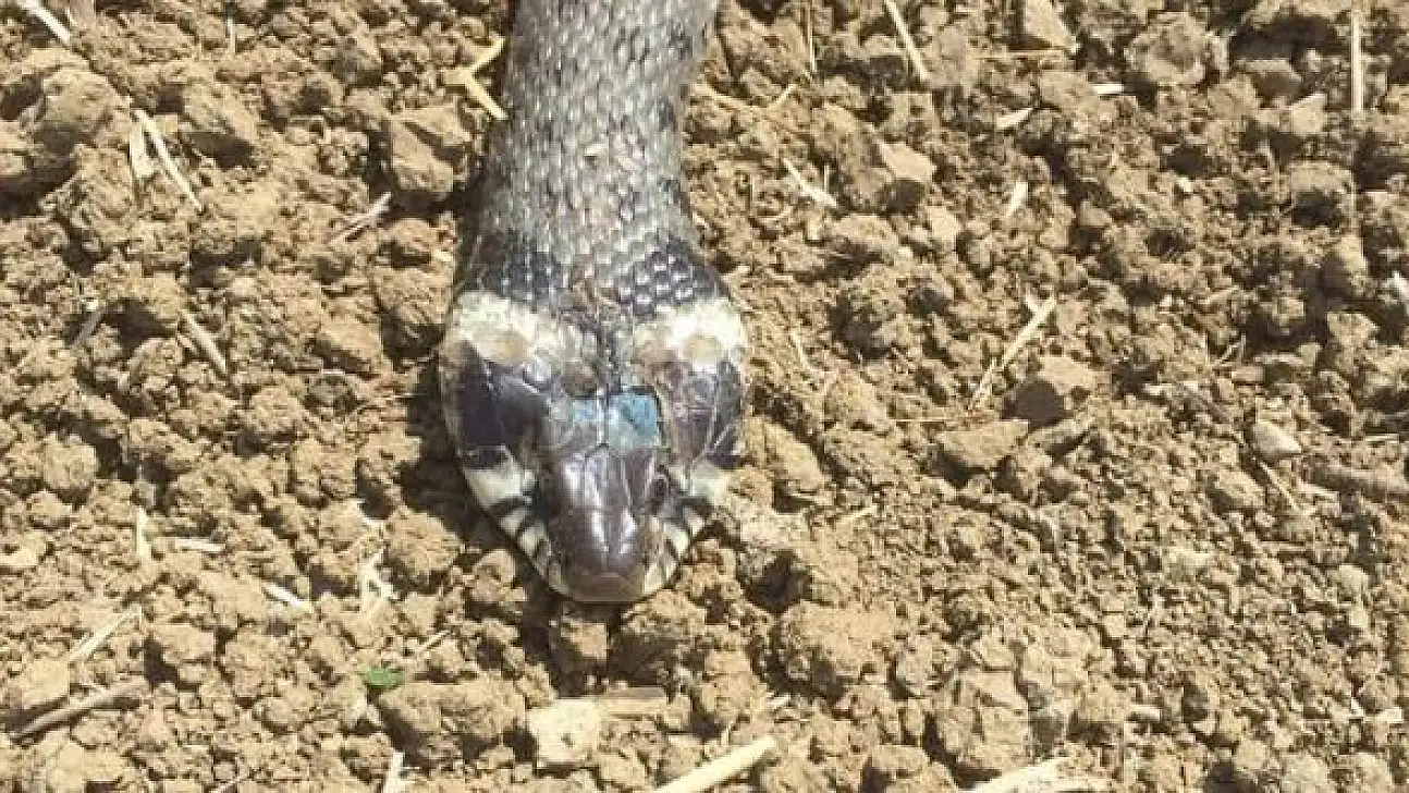Küpeli su yılanı özellikleri ile dikkat çekiyor