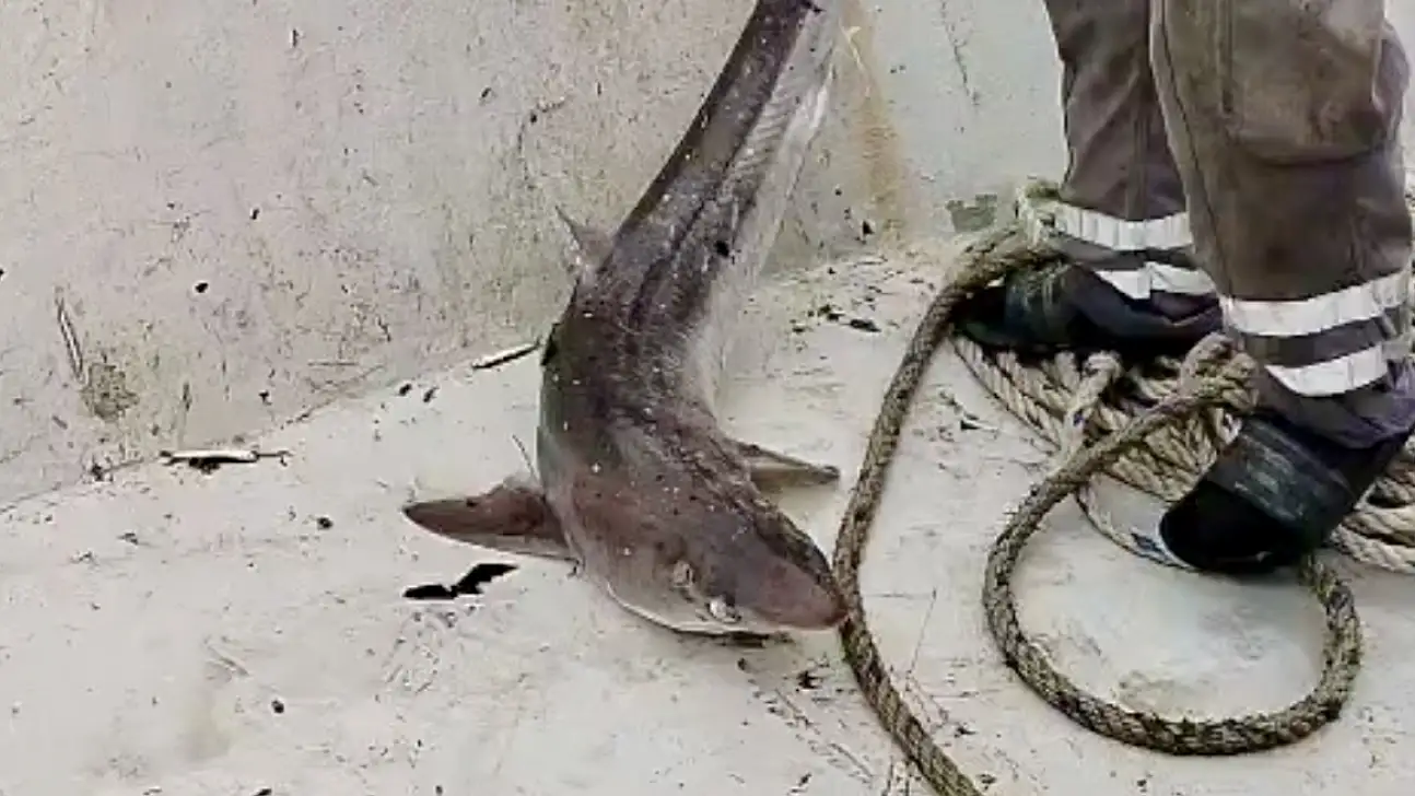 Bartın'da yine köpek balığı