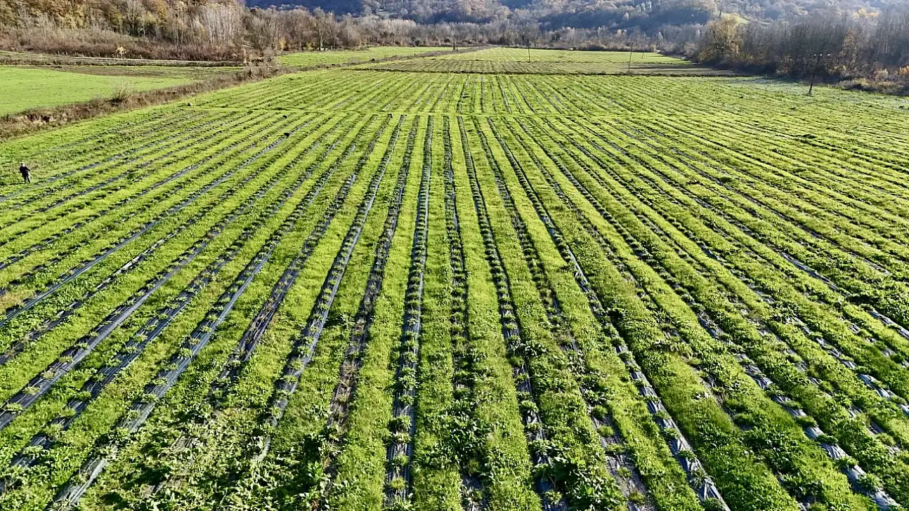 İşte doğal kanser ilacı