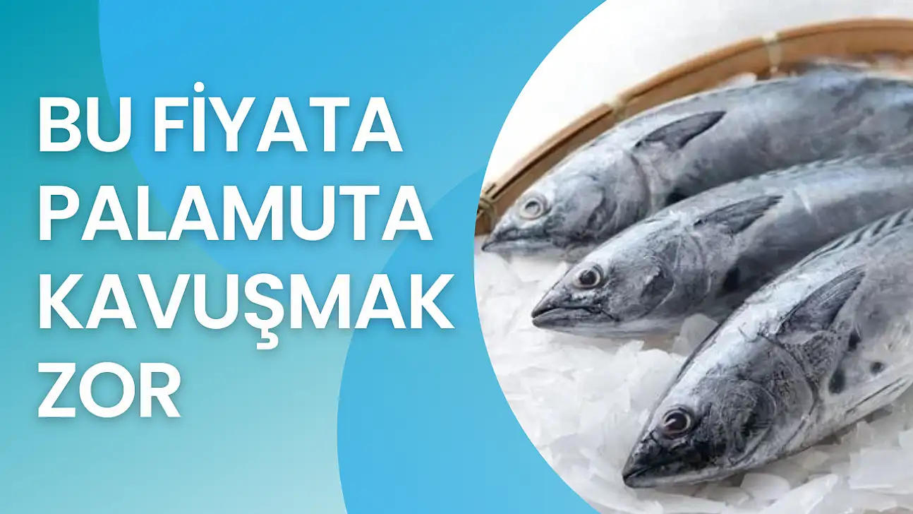 Palamut bir göründü pir göründü