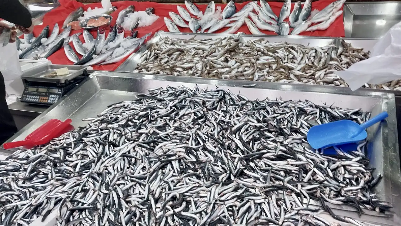 Palamut fiyatıyla fark attı