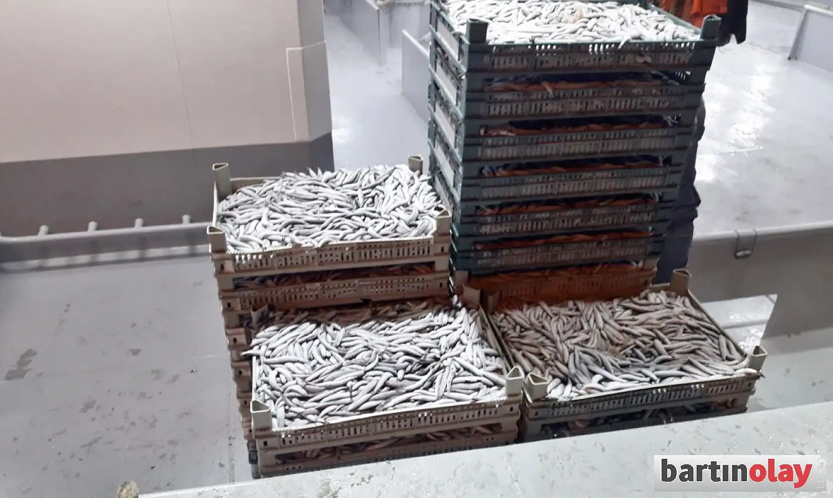 Amasra limanı teknelerle doldu