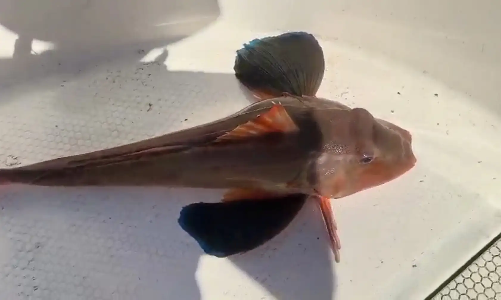 Mezgit beklerken büyük sürpriz