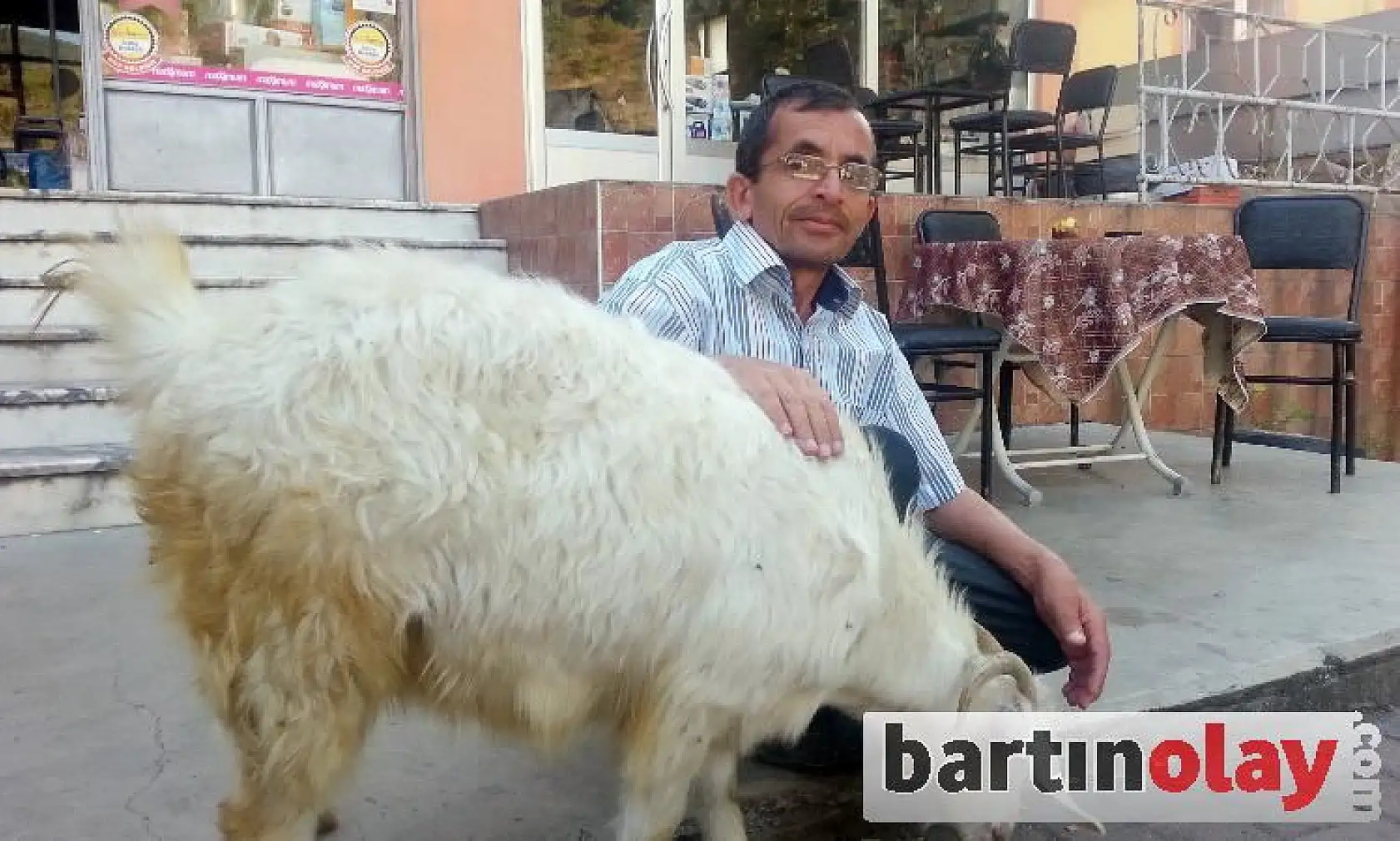 Evcil keçi, yanından hiç ayrılmıyor