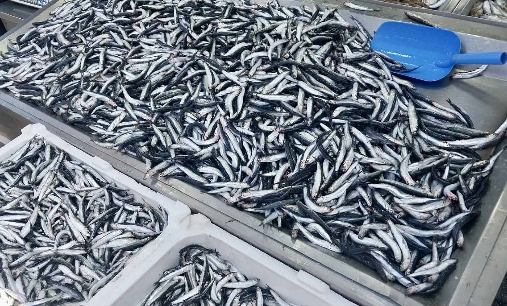 Balık bollaşıyor, fiyatı düşüyor