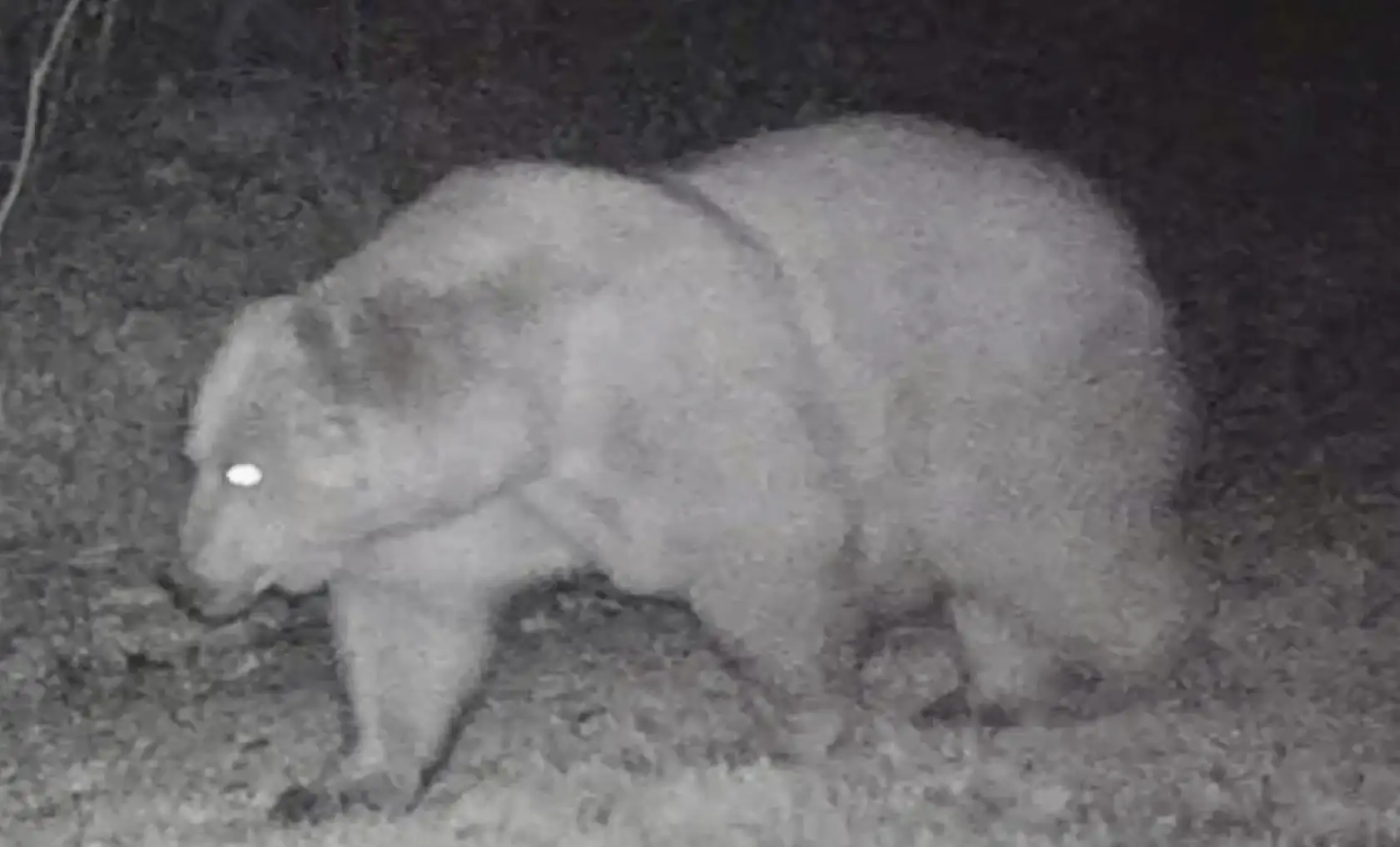 Fotokapanda ilginç görüntü