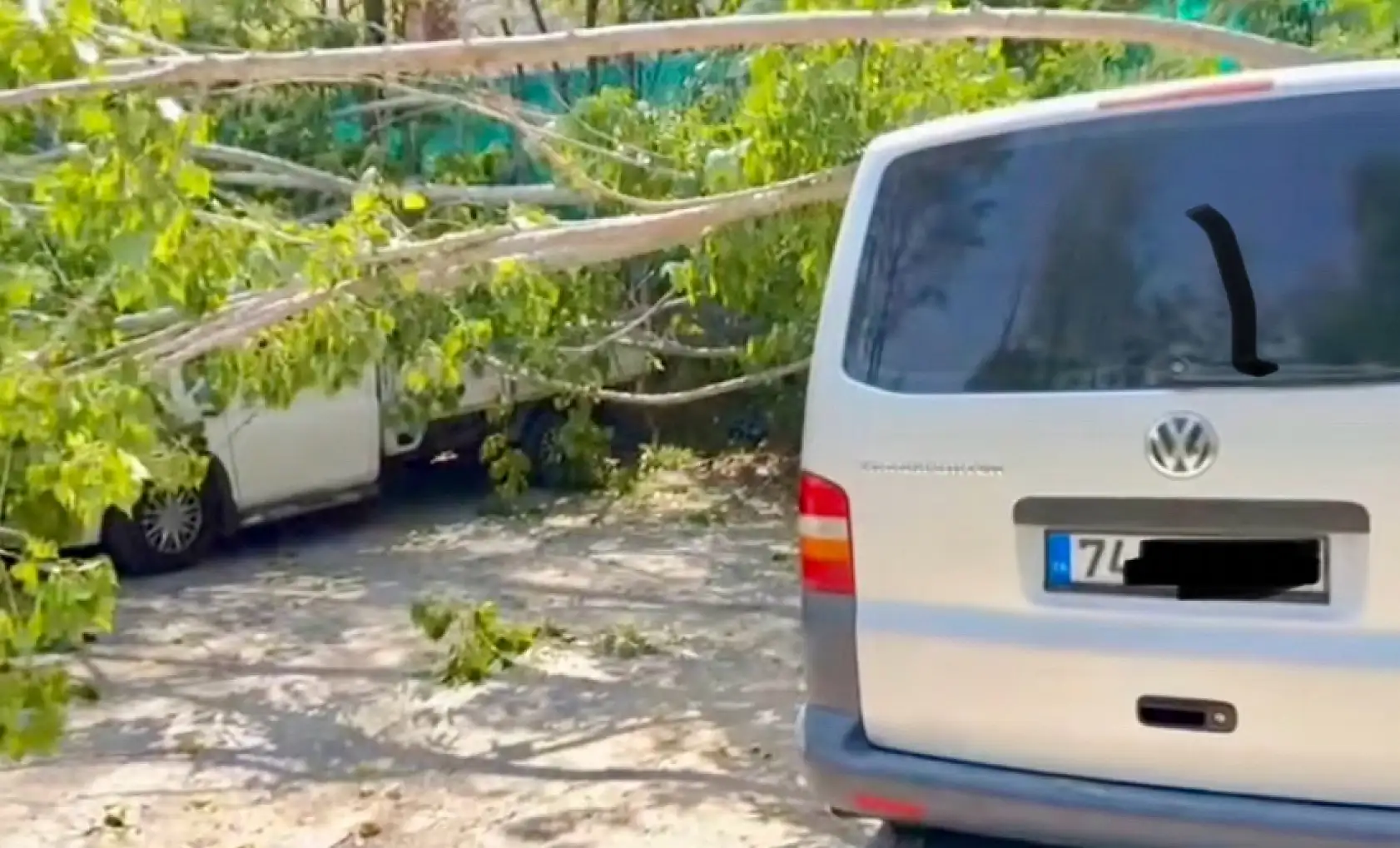 Araçların üzerine ağaç devrildi