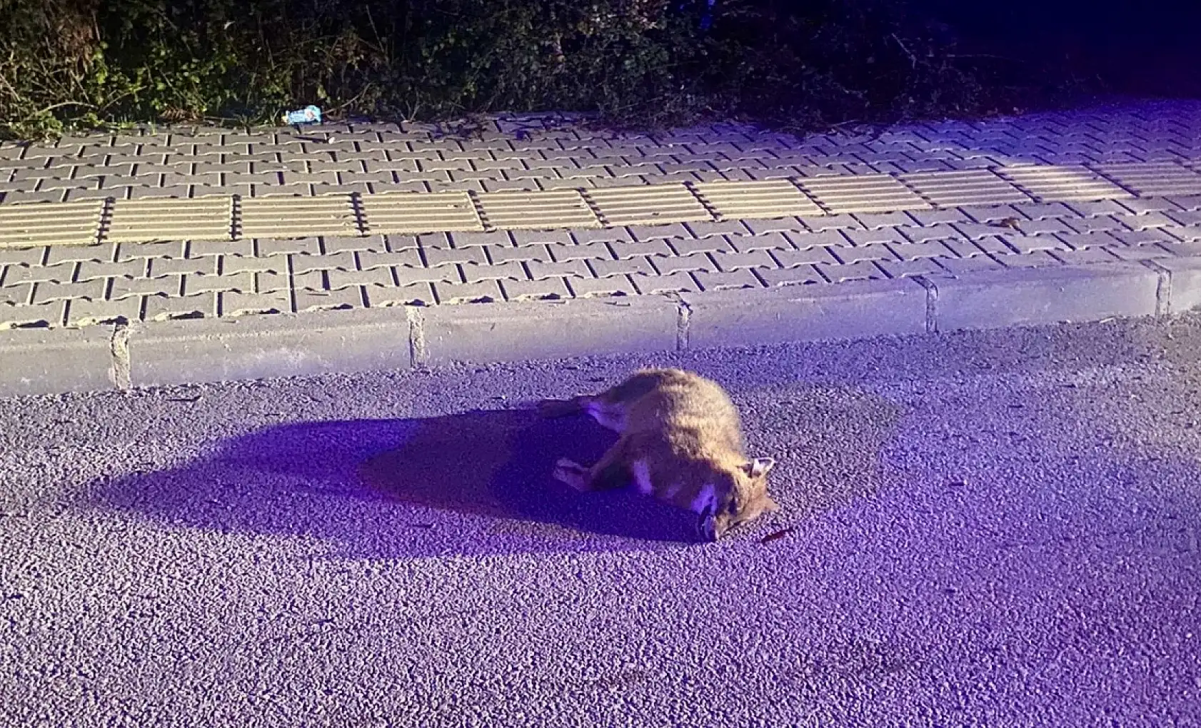 Motosiklet tilkiye çarptı