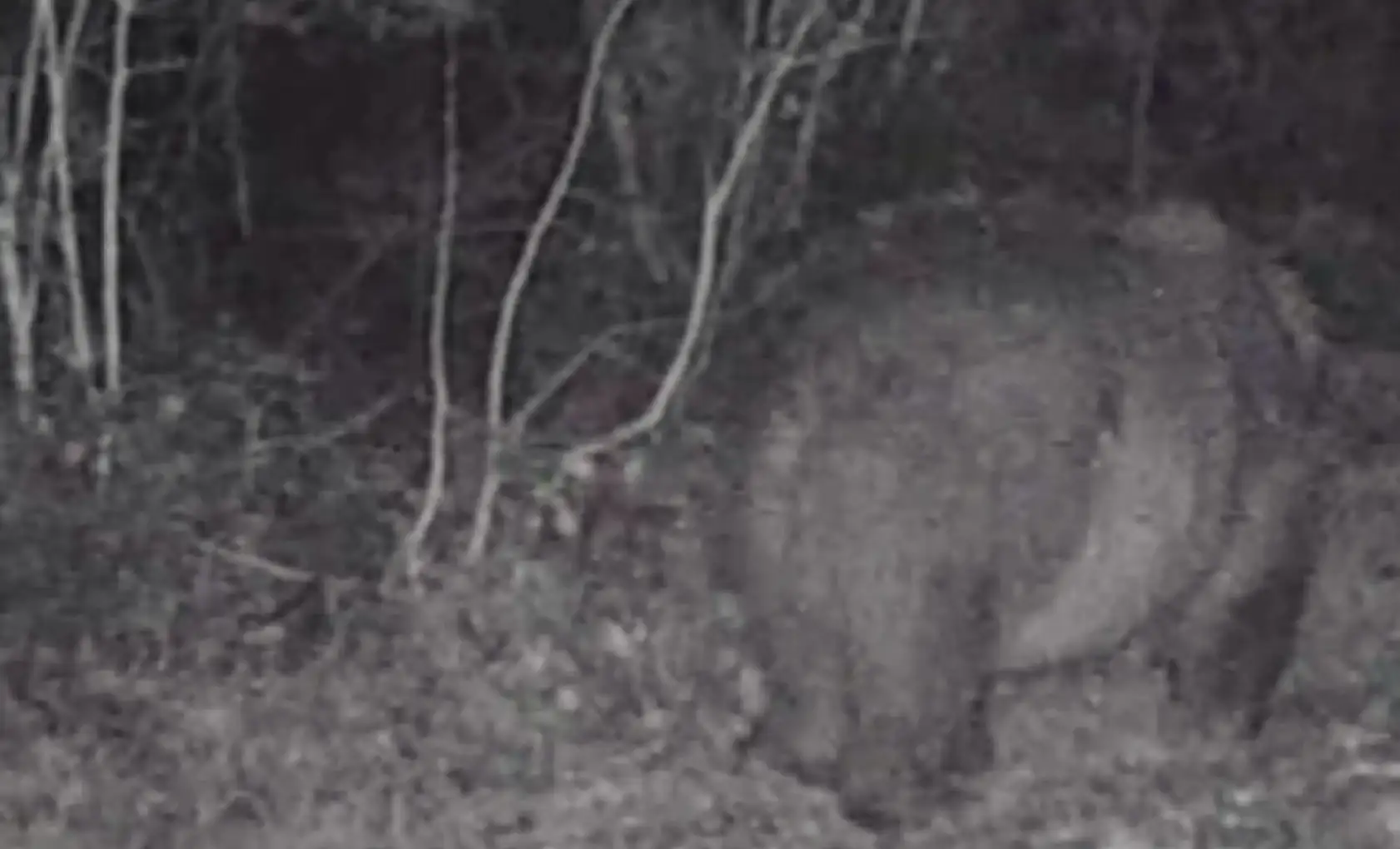 Fotokapanda ilginç görüntü