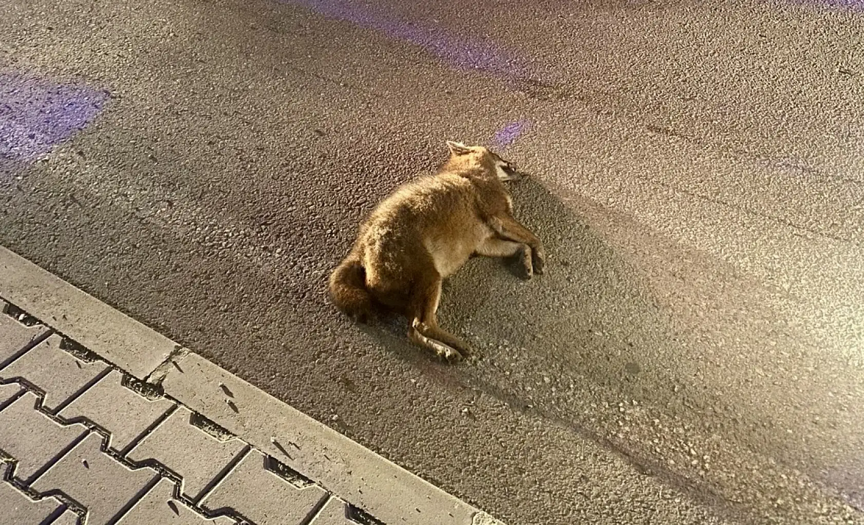 Motosiklet tilkiye çarptı