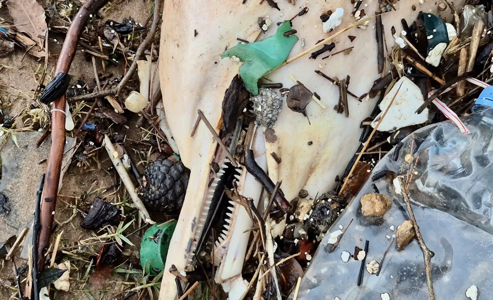 Ölüsü kıyıya vurdu