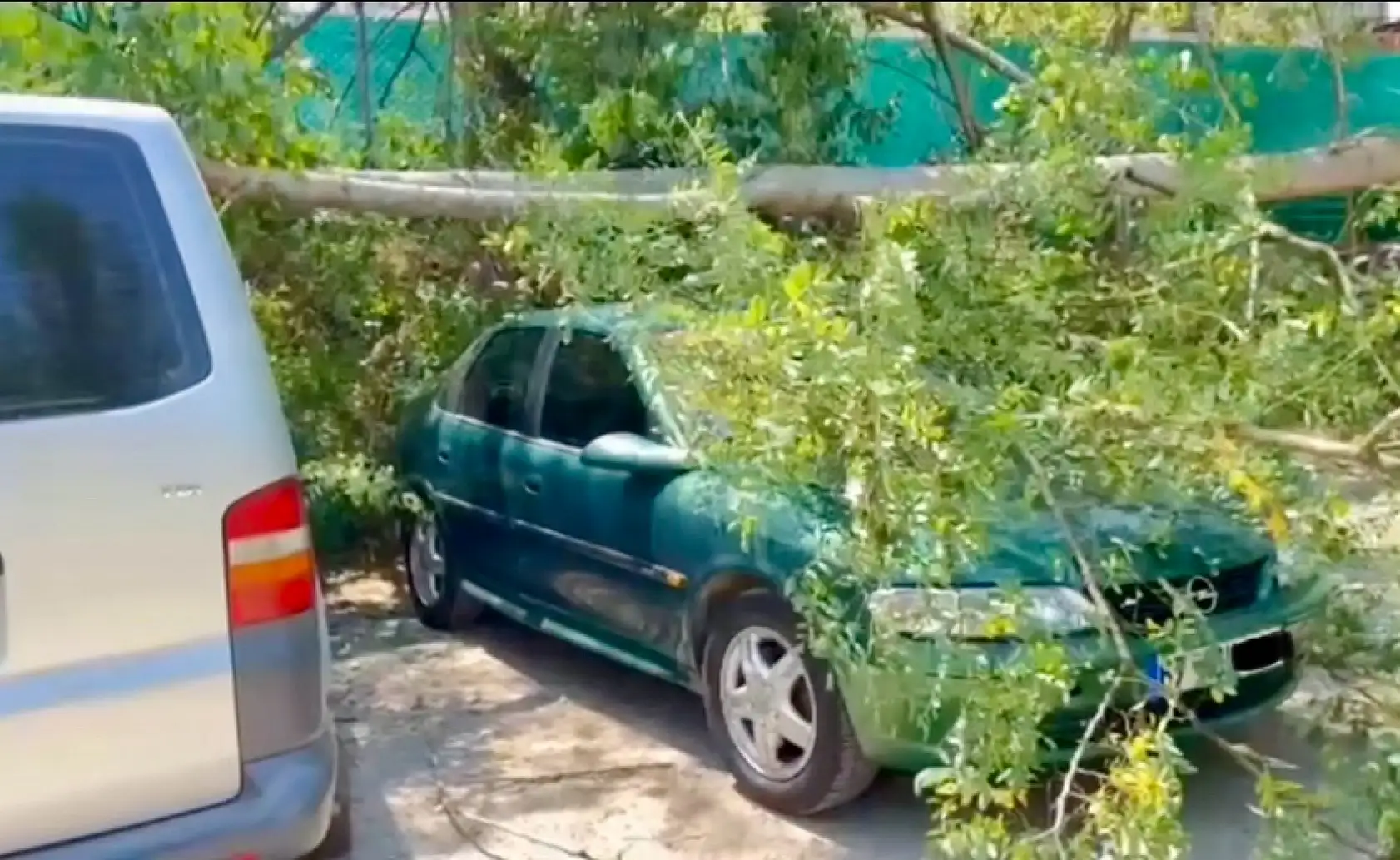 Araçların üzerine ağaç devrildi