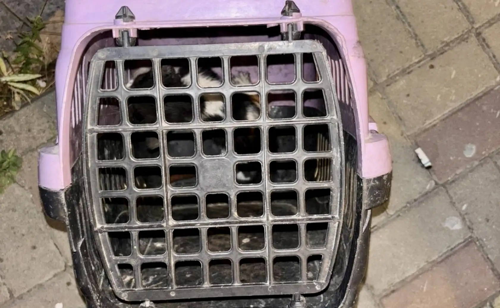 Bak şu yaramazın yaptığına