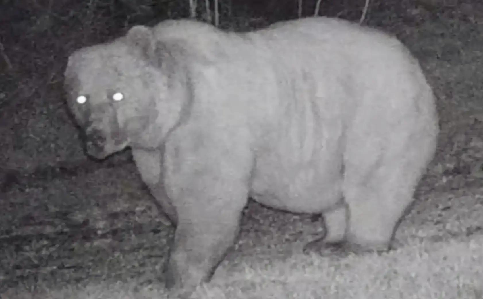 Fotokapanda ilginç görüntü