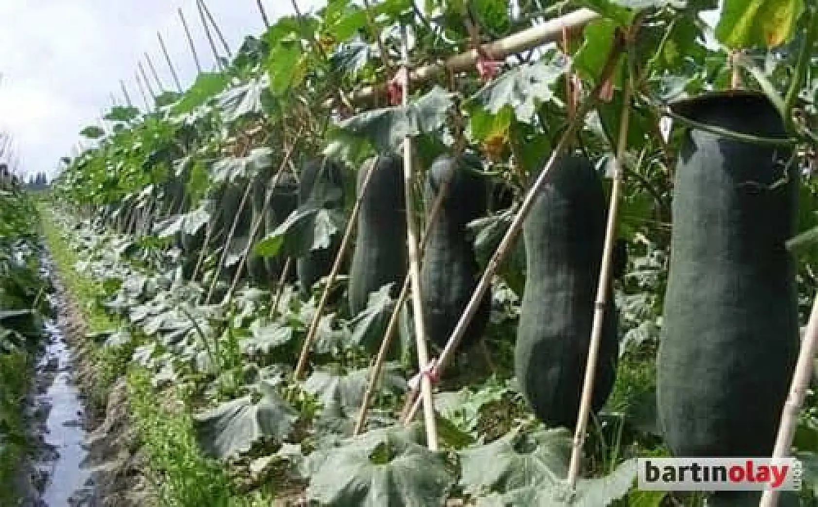 Ülke çalkalandı, meğer salatalık değilmiş