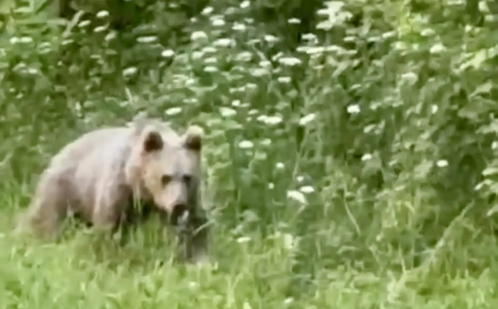 Bozayı bahçeye daldı