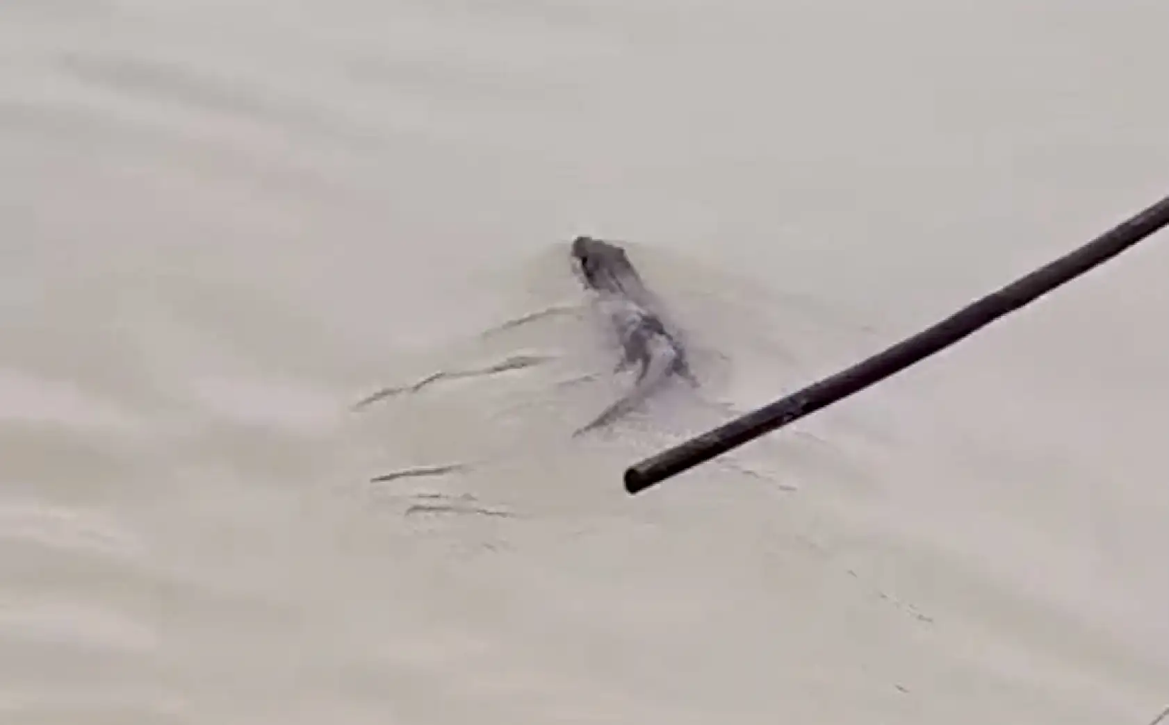 Tekneye çıkıp yiyecek aradı