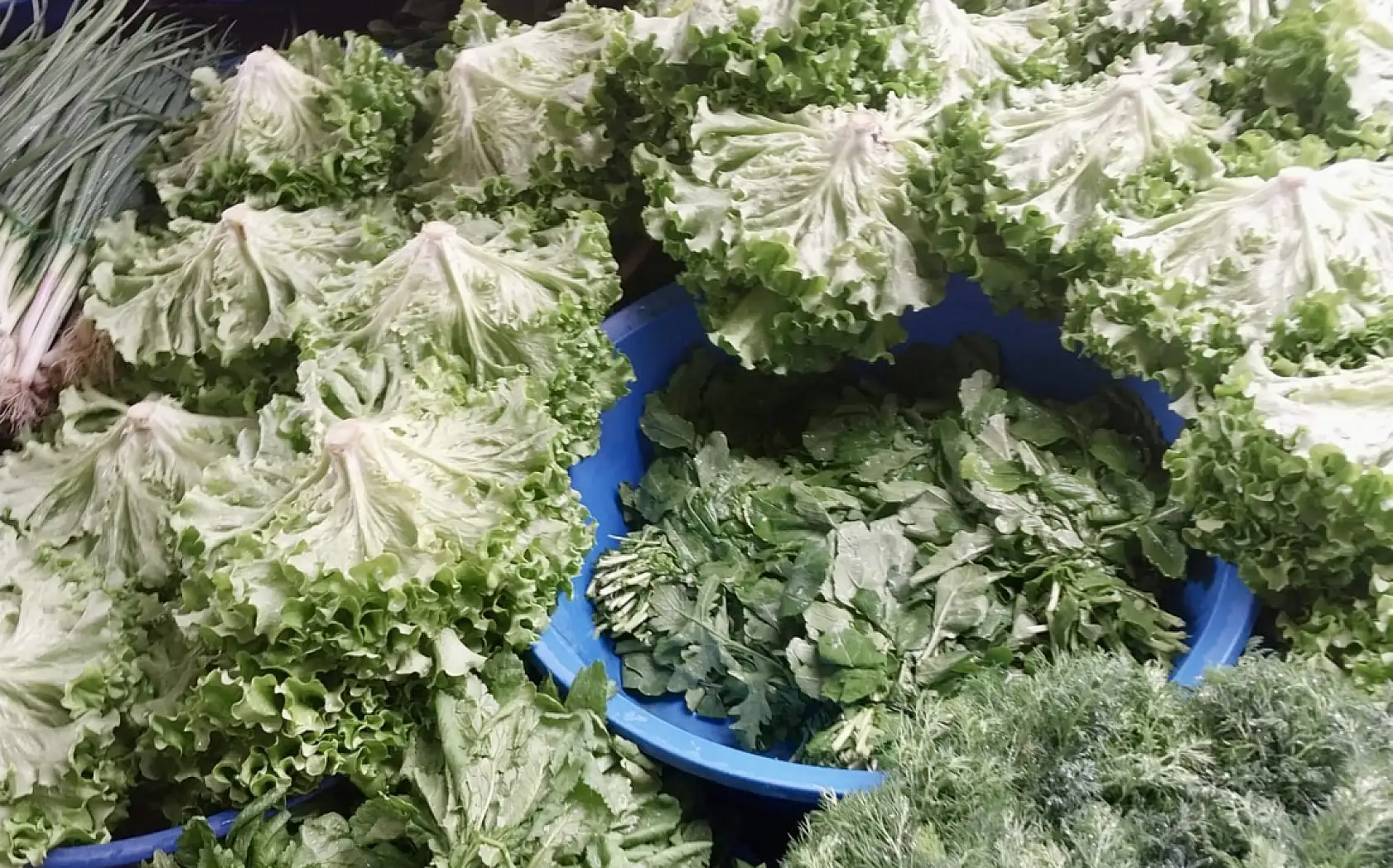 Mezgit vatandaşa yüzdü