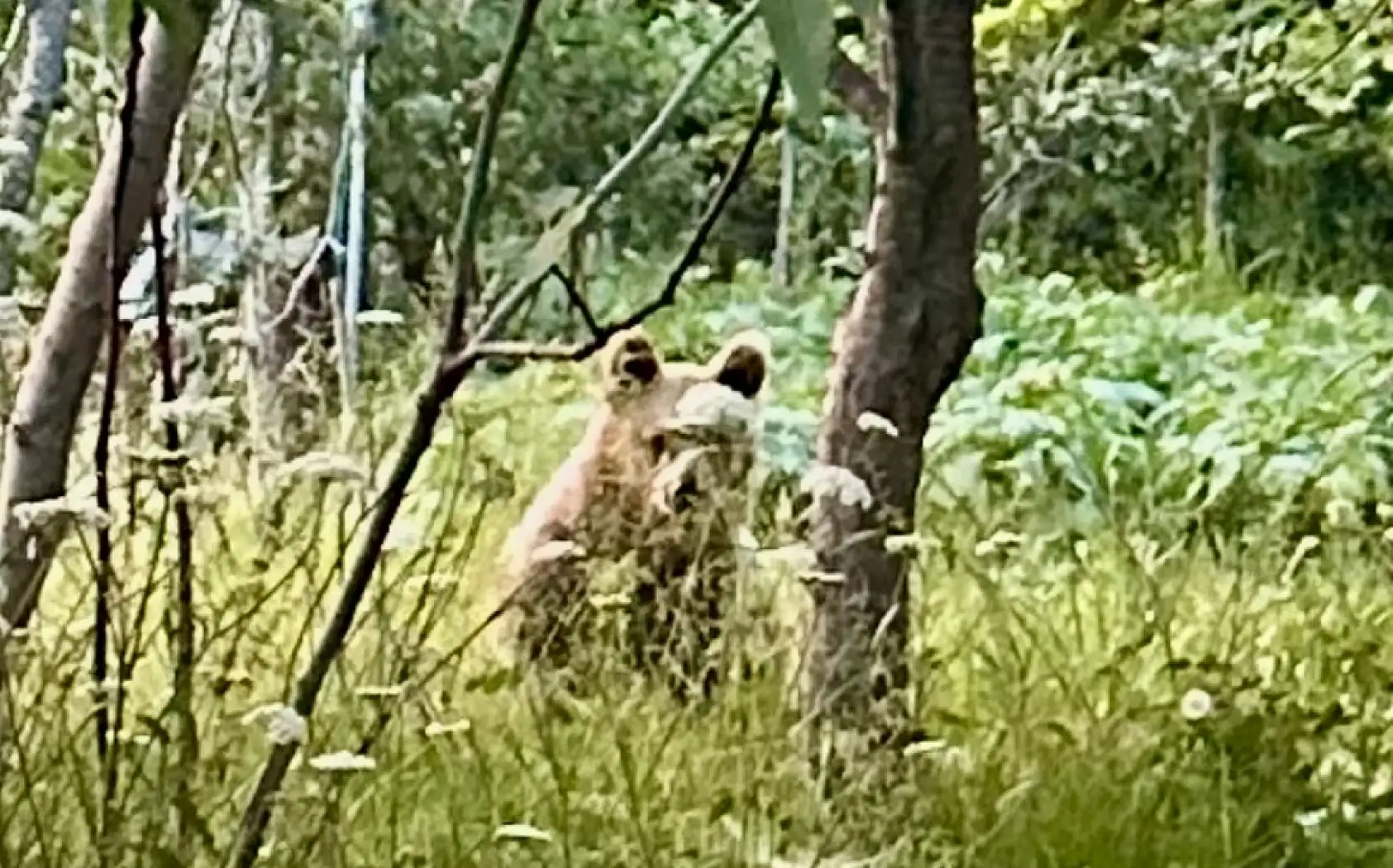 Bozayı bahçeye daldı