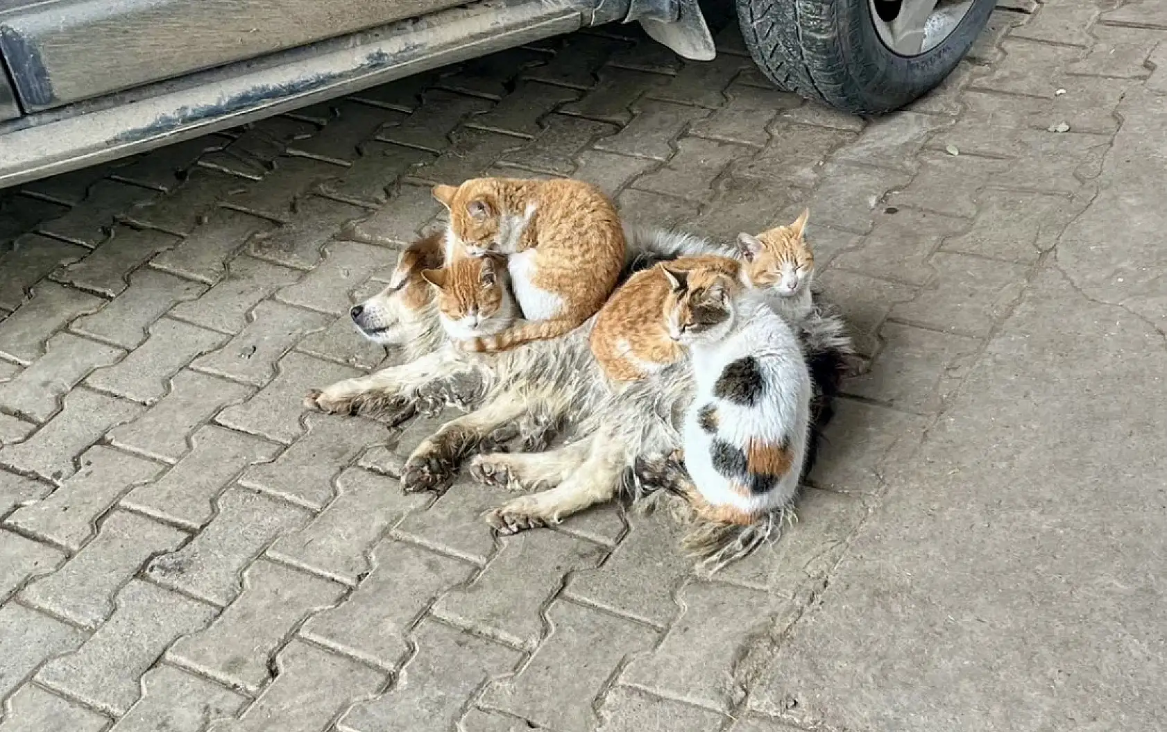 Kör ve sağır ama çok merhametli
