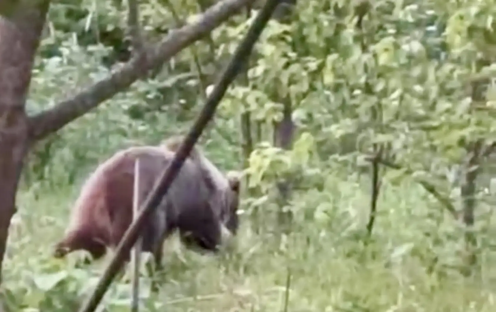 Bozayı bahçeye daldı