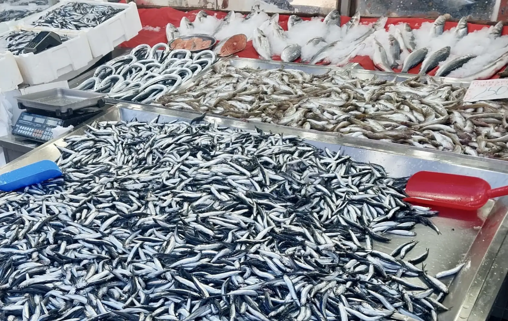 Hamsi tezgahta 100'üyor