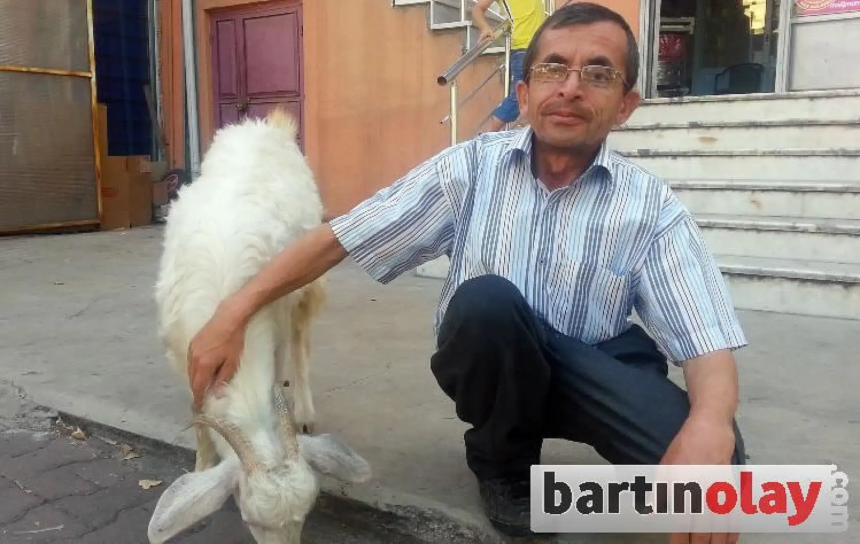 Evcil keçi, yanından hiç ayrılmıyor