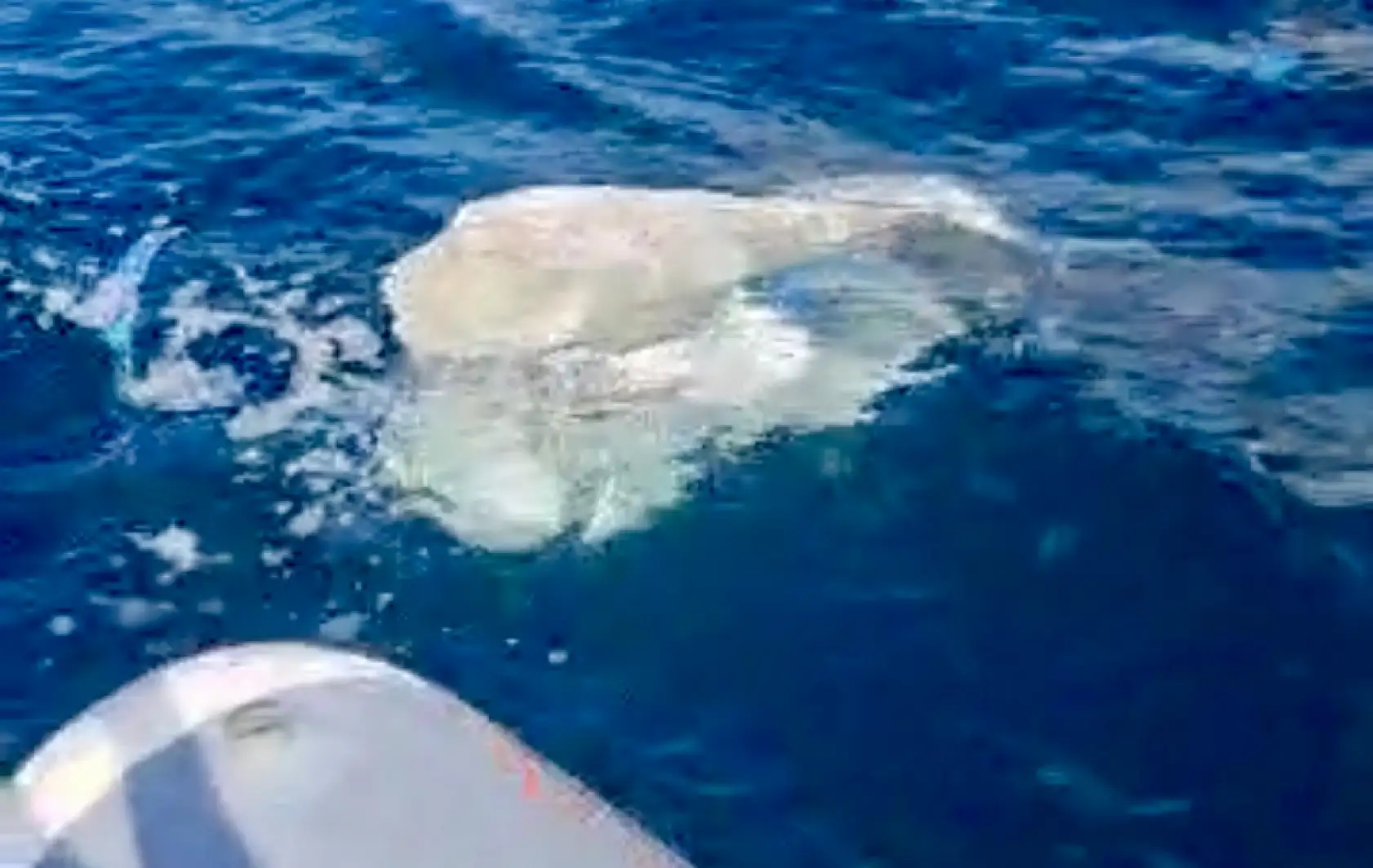 Amasra'da tepki çeken kirlilik