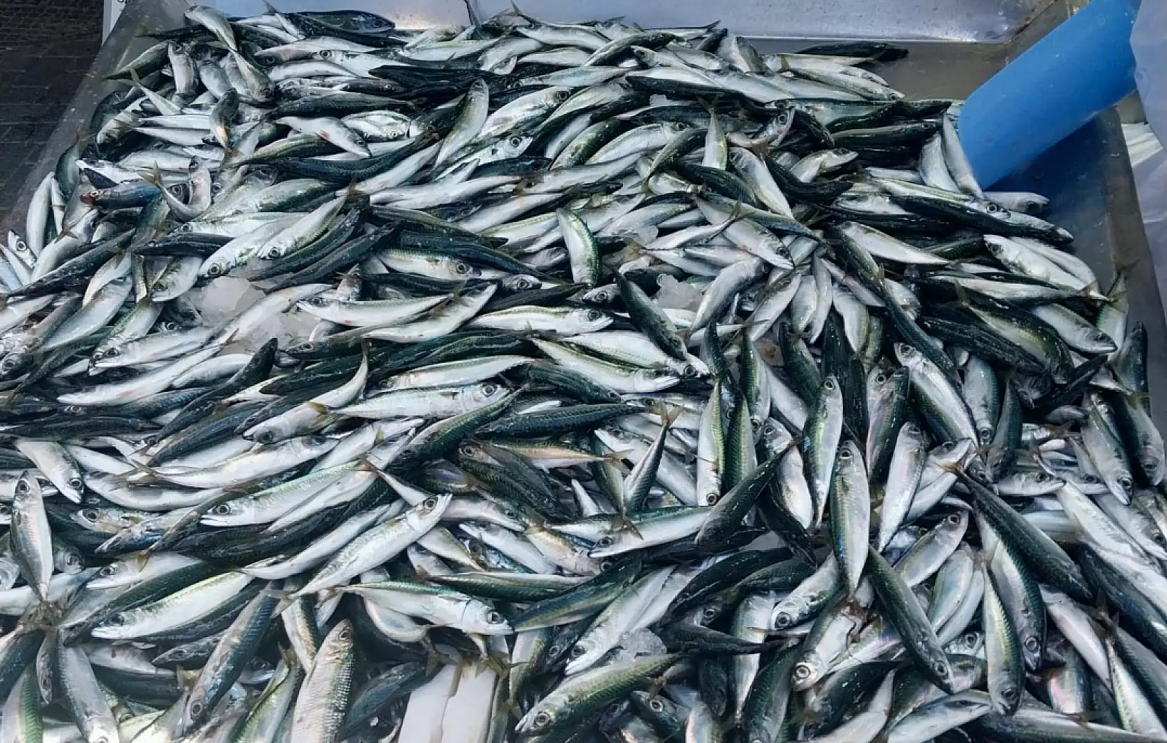 Balık bollaşıyor, fiyatı düşüyor