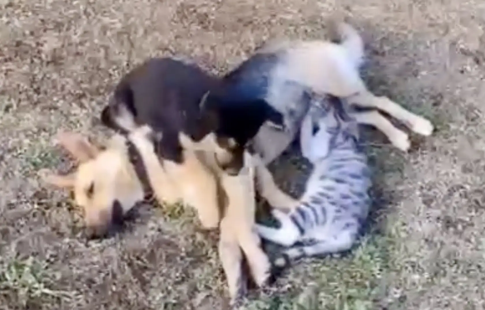 Köpeği hayata döndürmeye çalıştı