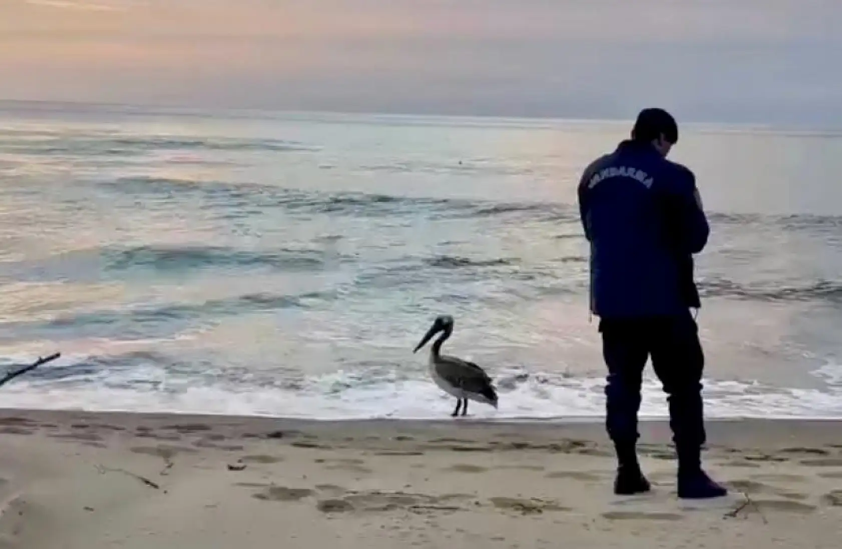 İnkumu sahilinde şaşırtan misafir