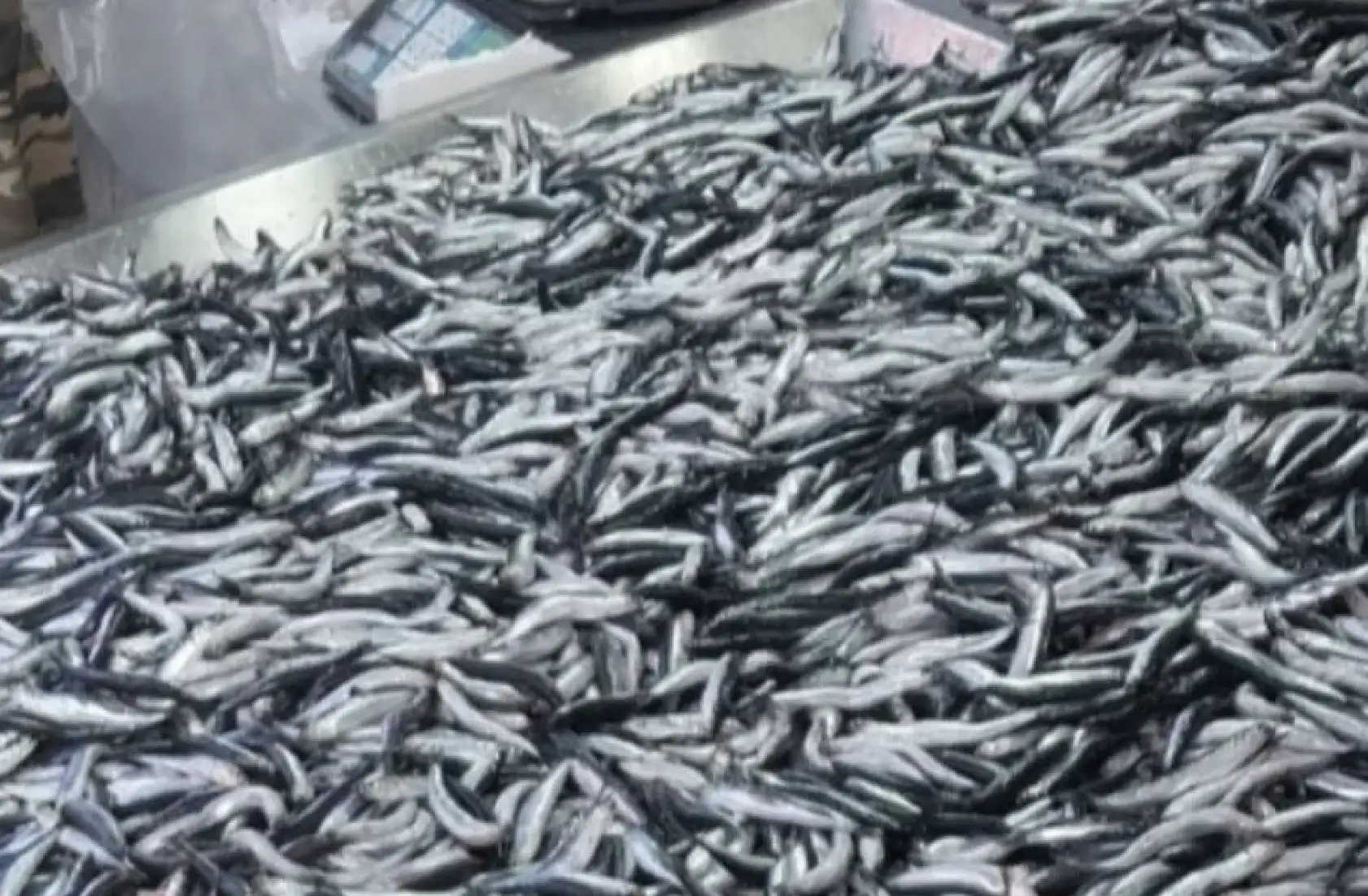 Hamsi yine fırladı