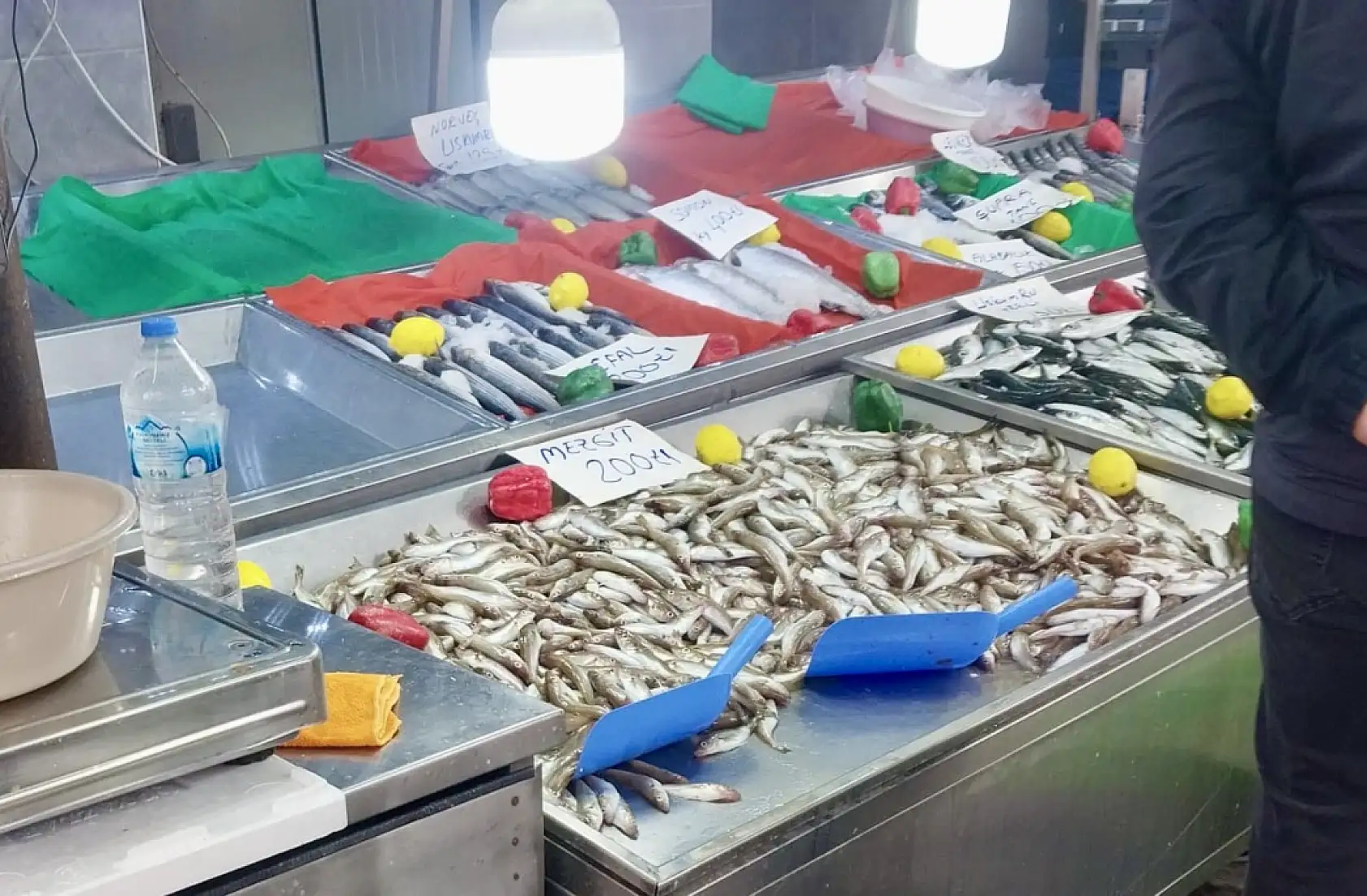 Palamut bir göründü pir göründü