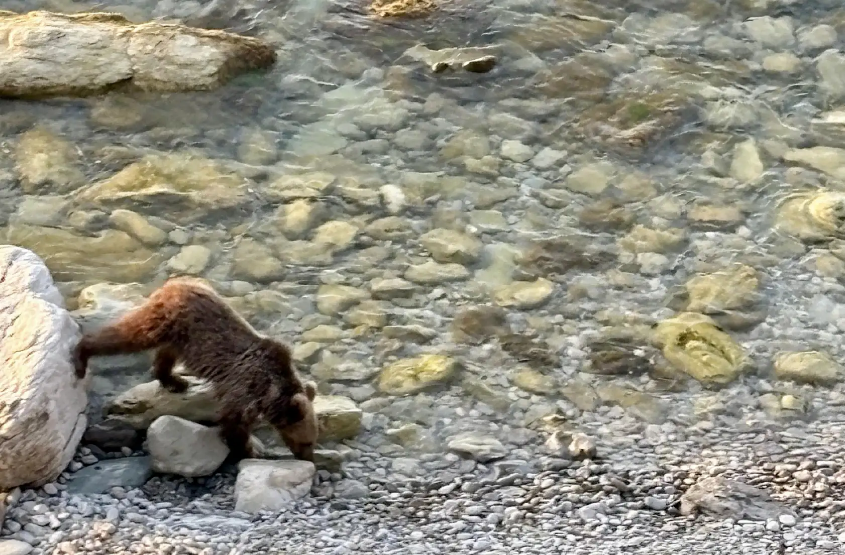 Sahilde sürpriz misafir