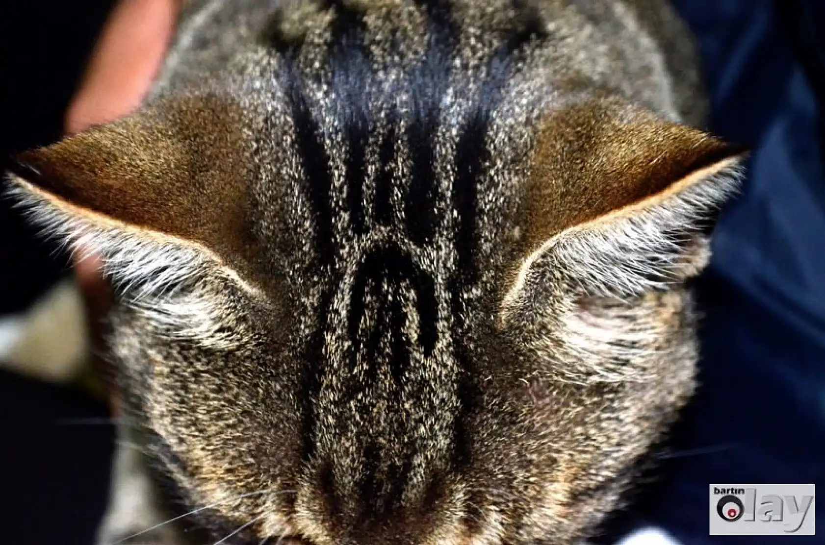 Kedinin Kafasında Allah Yazıyor