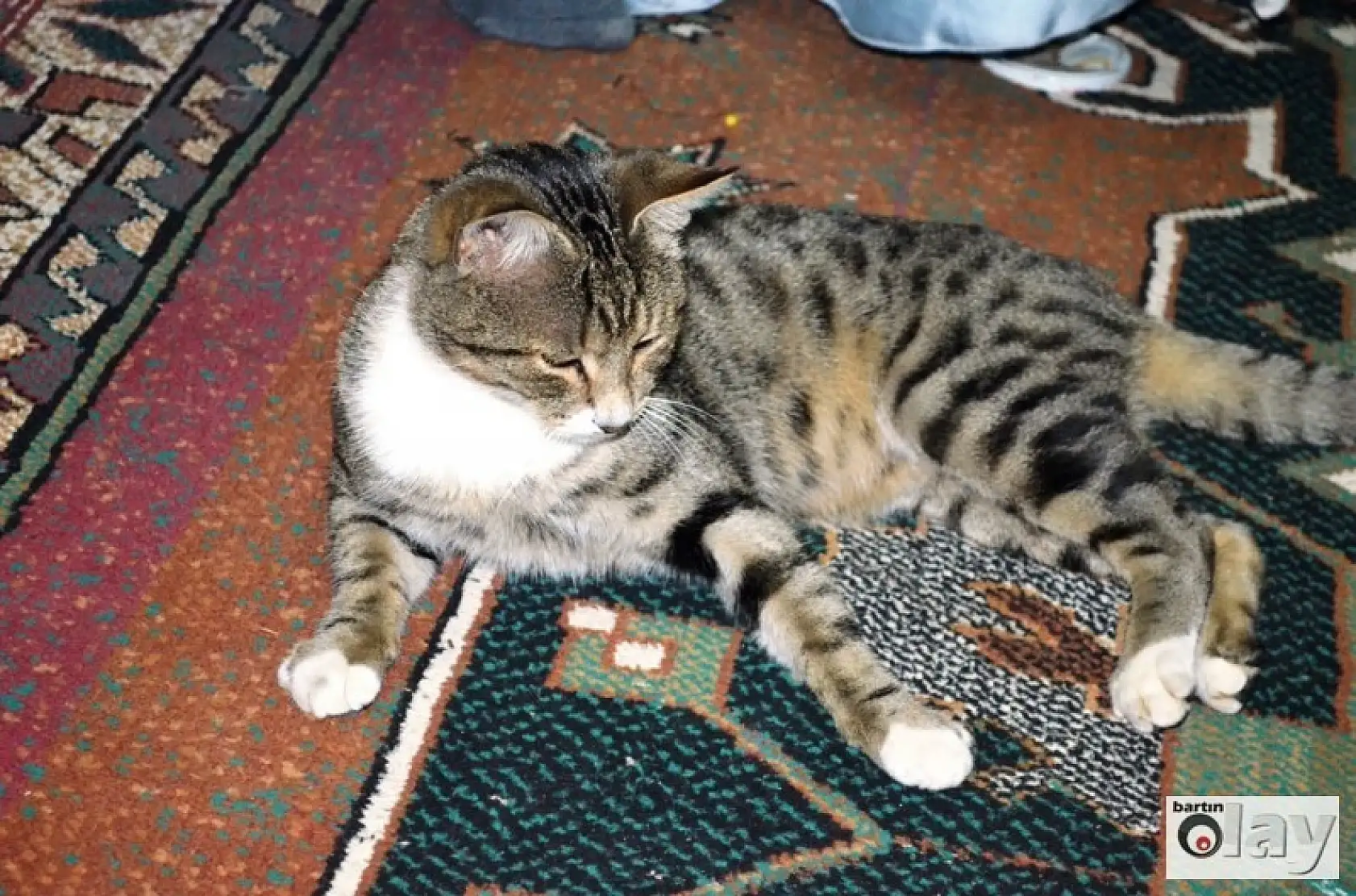 Kedinin Kafasında Allah Yazıyor